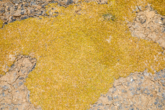 Lithophila muscoides