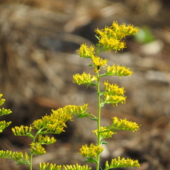 Solidago chapmanii
