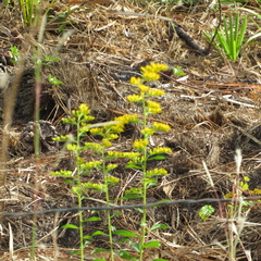 Solidago chapmanii