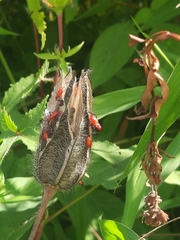 Dysdercus cingulatus