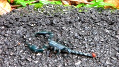 Heterometrus spinifer