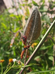 Dysdercus cingulatus