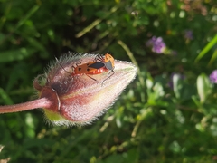 Dysdercus cingulatus