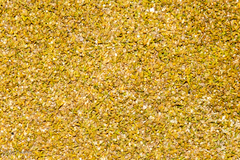 Lithophila muscoides