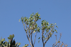Pittocaulon praecox