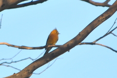 Mitrephanes phaeocercus