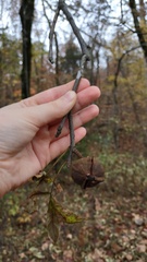 Carya myristiciformis