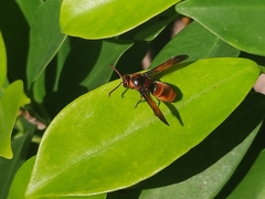 Rhynchium brunneum brunneum