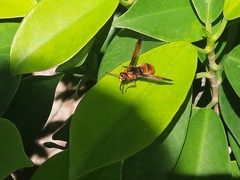 Rhynchium brunneum brunneum