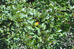 Piranga erythrocephala