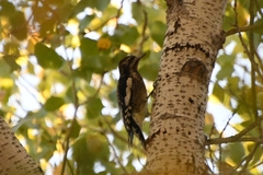 Sphyrapicus
