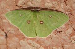 Comostola leucomerata