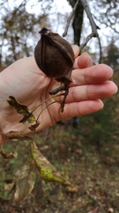 Carya myristiciformis