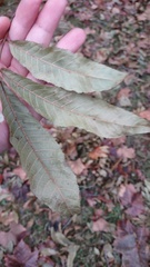 Carya myristiciformis