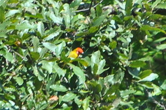 Piranga erythrocephala