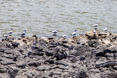 Thalasseus sandvicensis