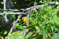Piranga erythrocephala
