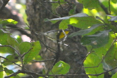 Oreothlypis superciliosa