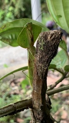 Choeradodis rhombicollis