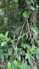 Choeradodis rhombicollis