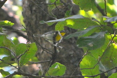 Oreothlypis superciliosa