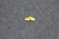 Polygrammodes eleuata