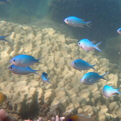 Chromis viridis