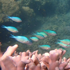 Chromis viridis
