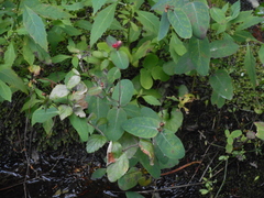 Lonicera dioica