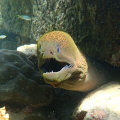 Gymnothorax javanicus