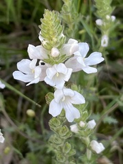 Euphrasia collina osbornii