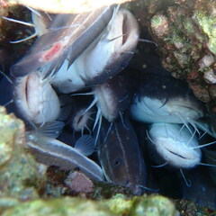 Plotosus lineatus