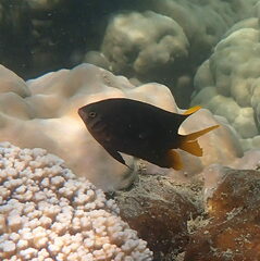 Neoglyphidodon nigroris