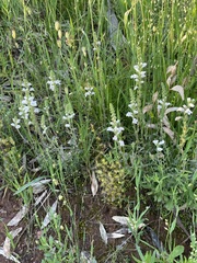 Euphrasia collina osbornii