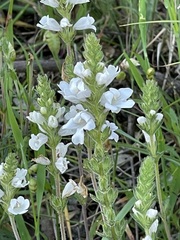 Euphrasia collina osbornii