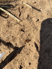 Pseudomethoca propinqua