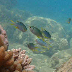 Neopomacentrus nemurus