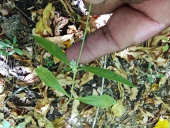 Gomphrenoideae