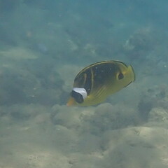Chaetodon lunula
