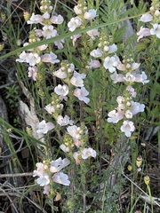 Euphrasia collina osbornii