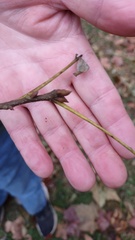 Carya myristiciformis