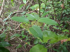 Smilax lanceifolia