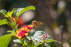 Hylephila phyleus phyleus