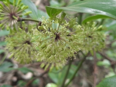 Smilax lanceifolia