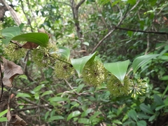 Smilax lanceifolia