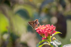 Lon melane vitellina