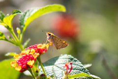 Hylephila phyleus phyleus