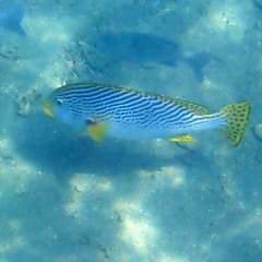 Plectorhinchus lineatus