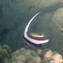 Heniochus acuminatus