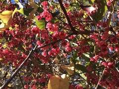 Euonymus atropurpureus
